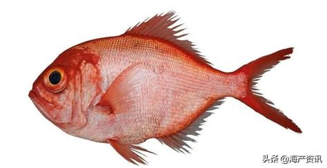 象 字 紅色的魚